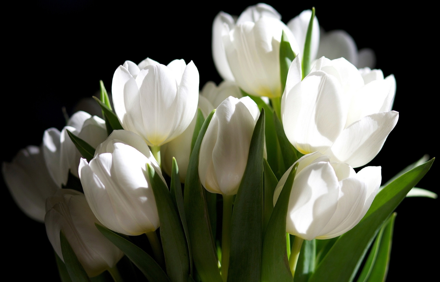 best-nature-White-Flower-Images.jpg