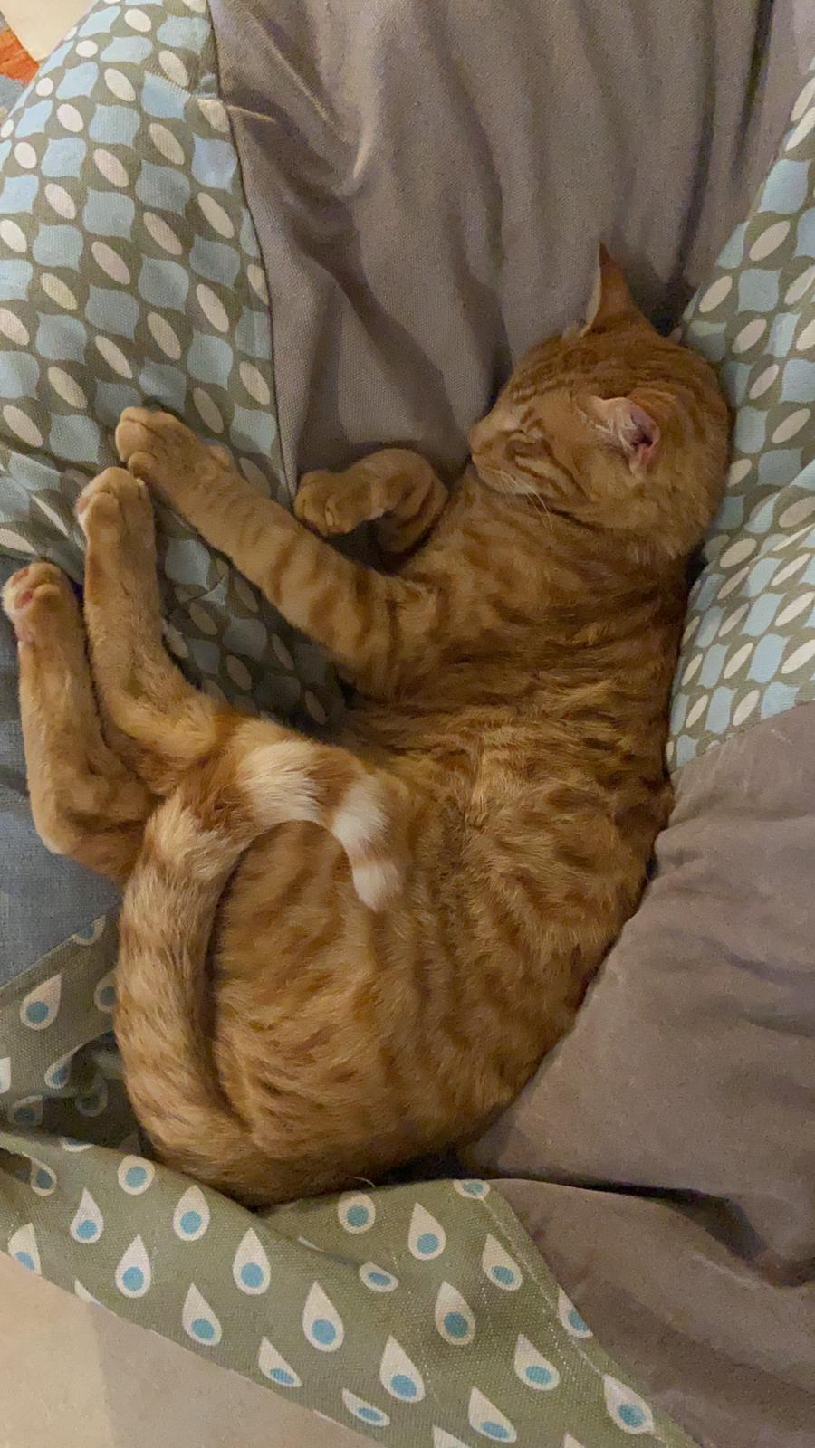 Clipboard Image (4).jpg