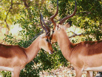 Deer16dithered.png