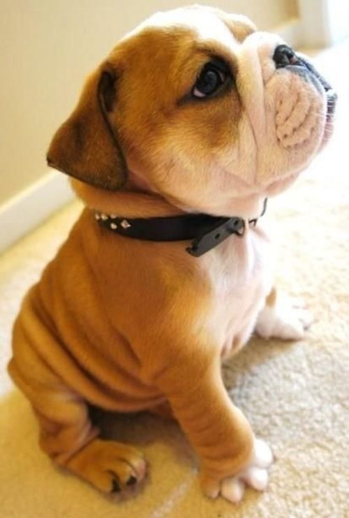 dog.jpg
