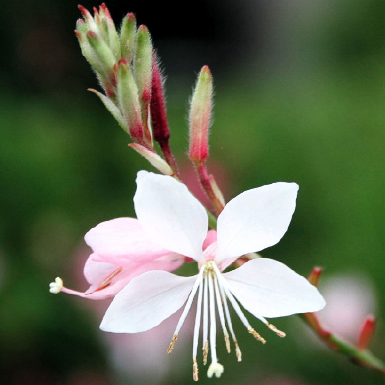 easy-gaura.jpg