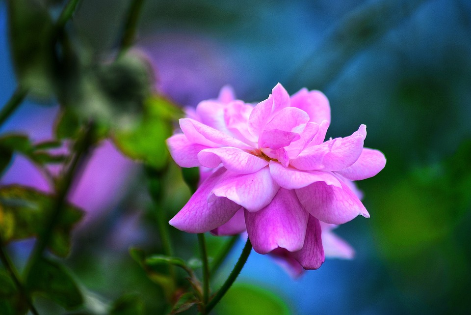 Flower-Most-Beautiful-Rose-Flower-On-The-Tree-4051289.jpg