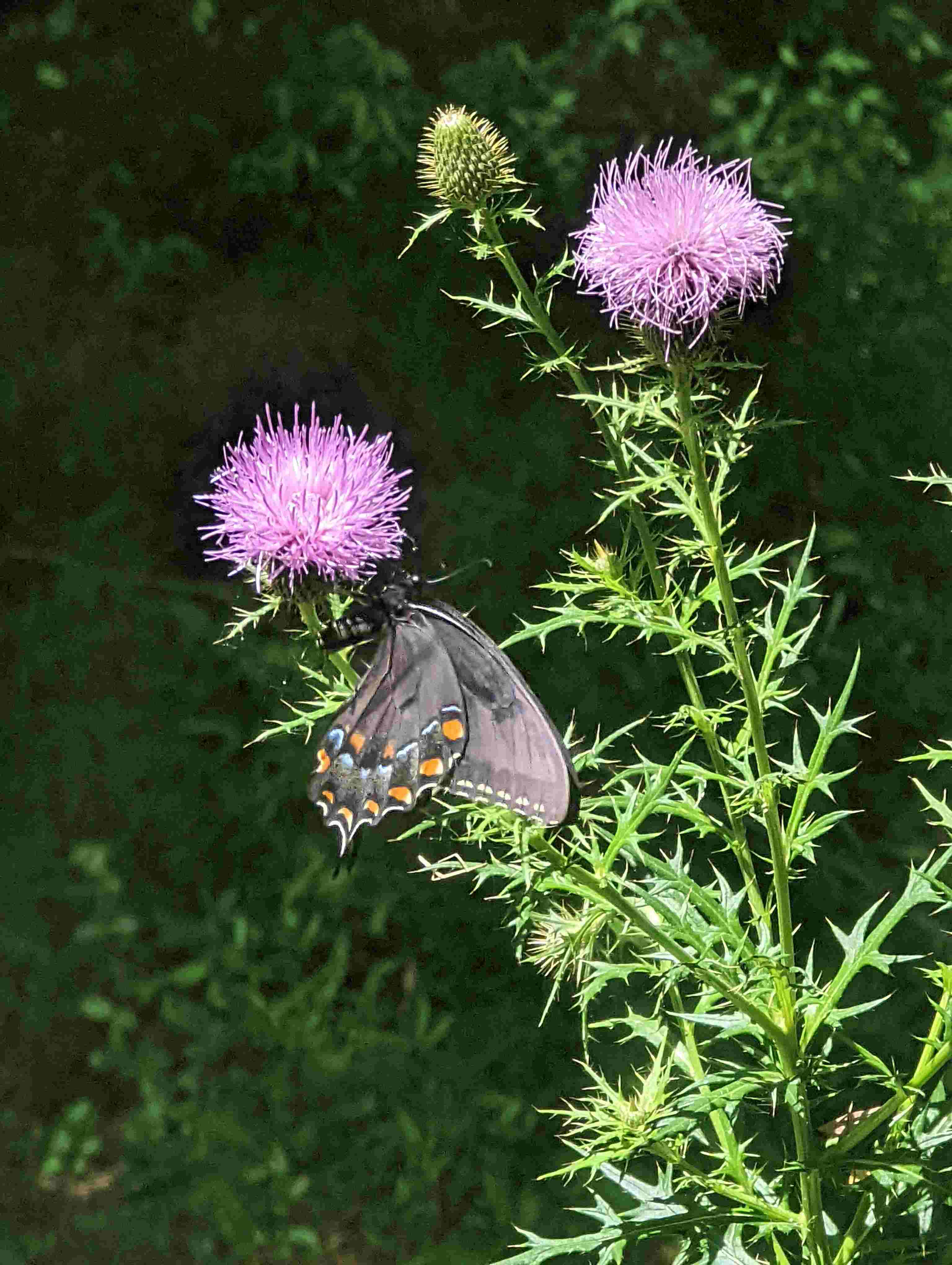 PXL_20220826_172200511-min (1).jpg