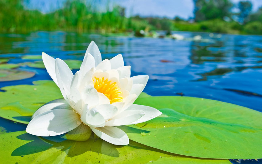 white-lotus.jpg