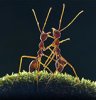 ant-fight.jpg