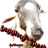 leidex