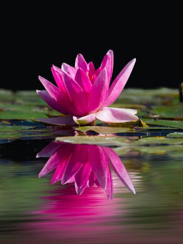 wonderful-dream-pink-asia-lotus-flower-2_a-G-14672299-0.jpg